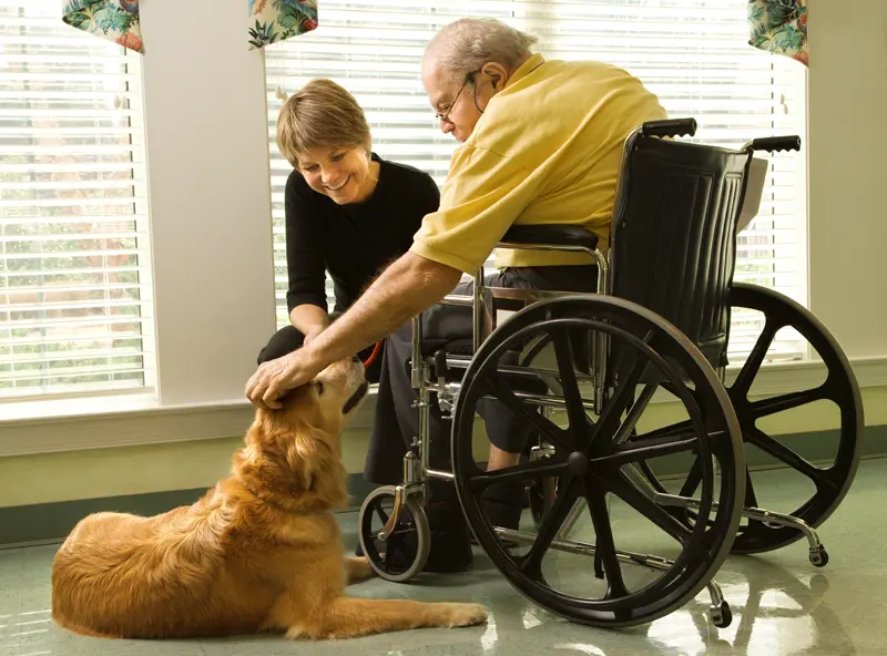 Elderly man in wheelchair petting dog